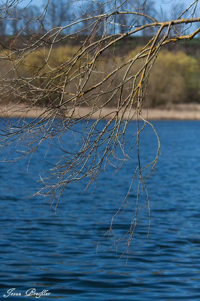 Baum am Wasser