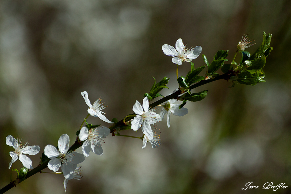 Blüten