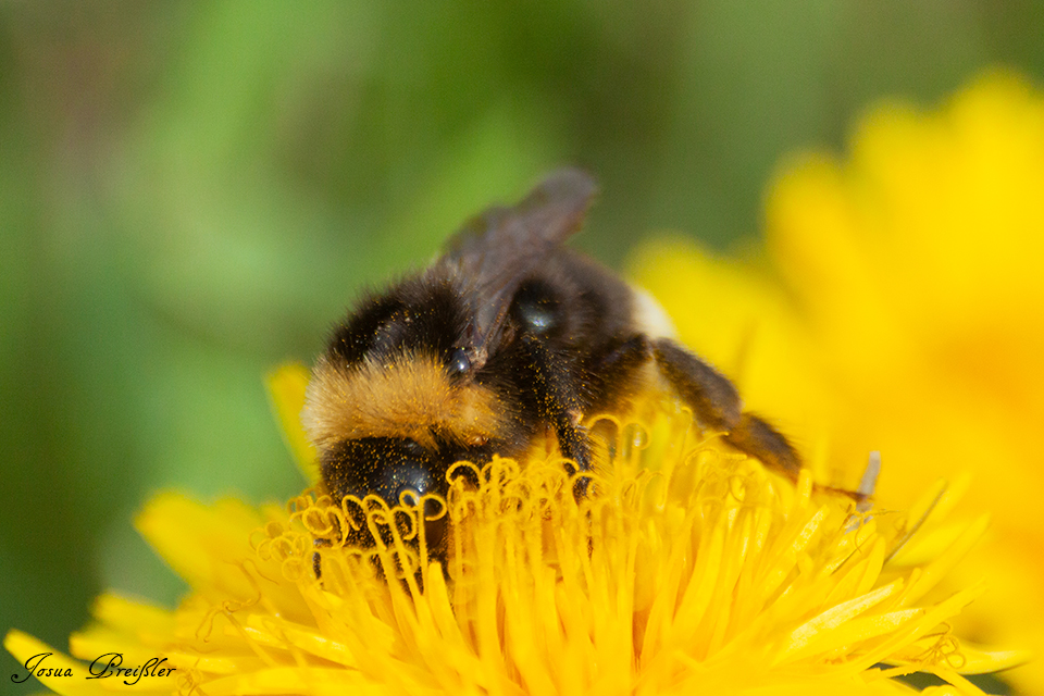 Hummel