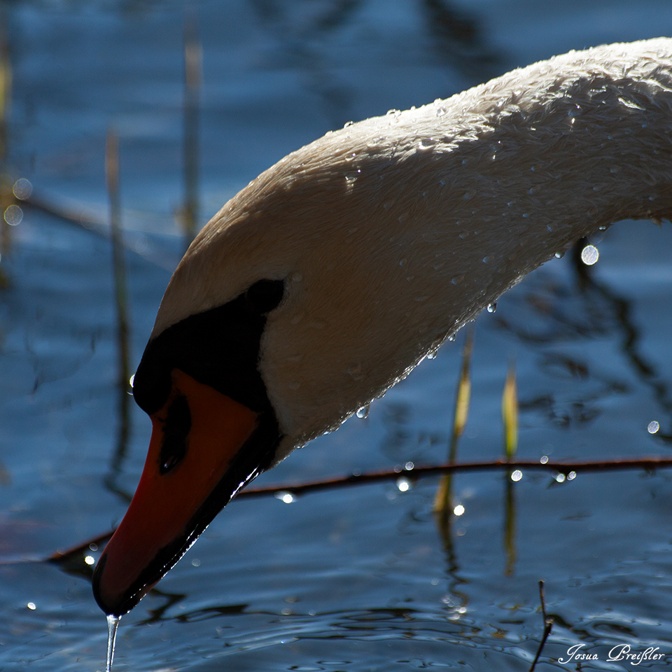 Schwan