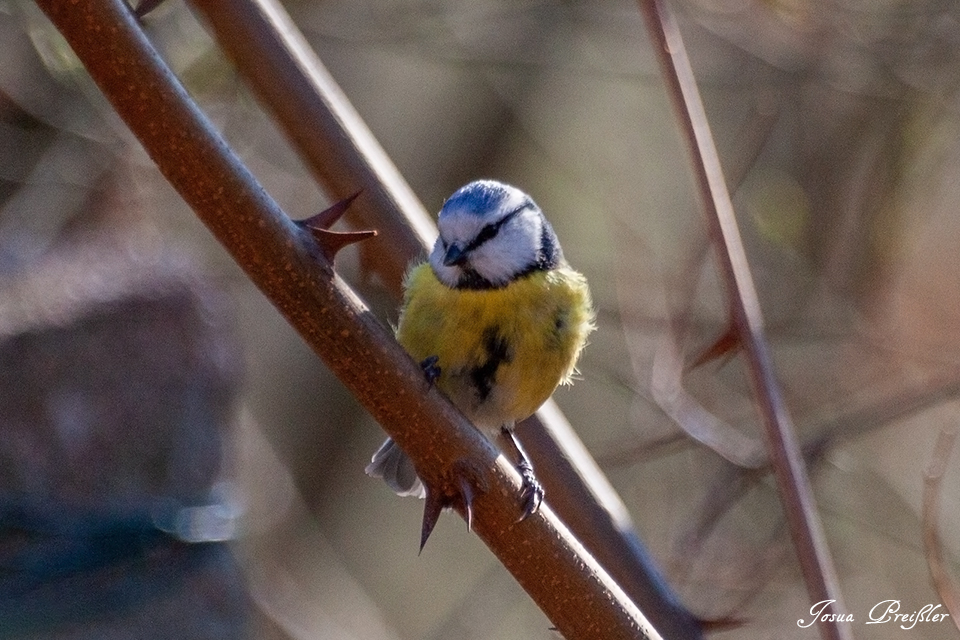Blaumeise