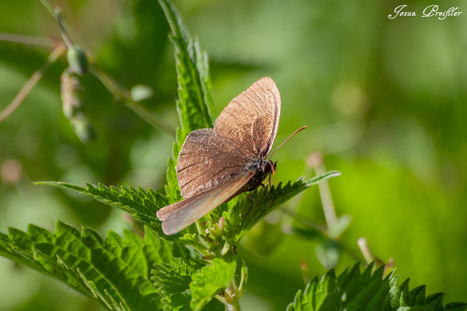 Brauner Waldvogel