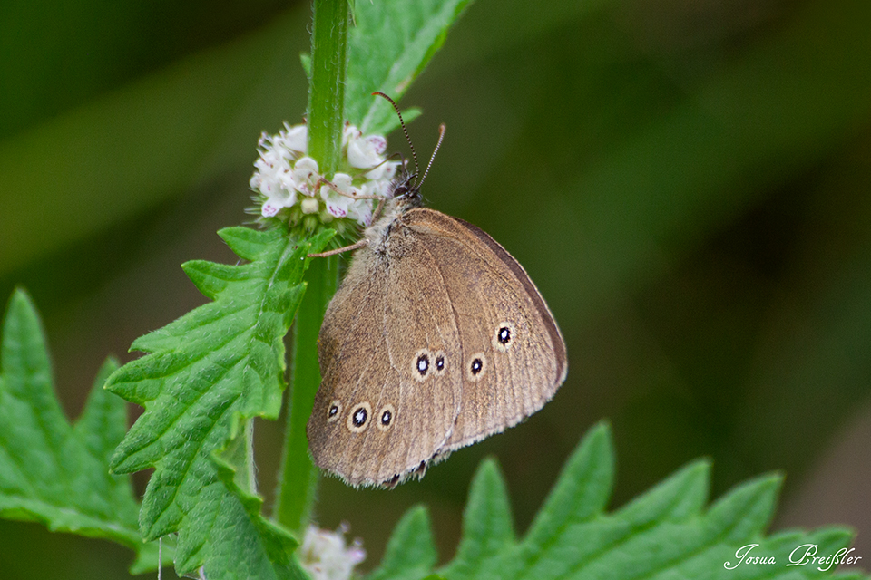 Brauner Waldvogel