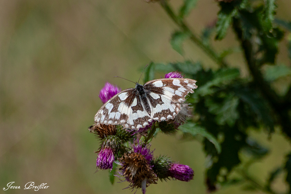 Schachbrettfalter