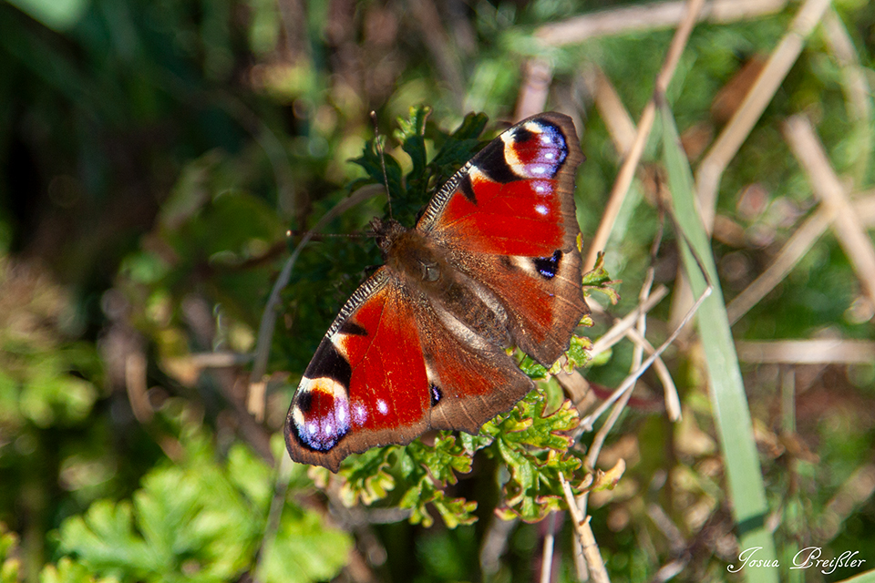Schmetterlinge